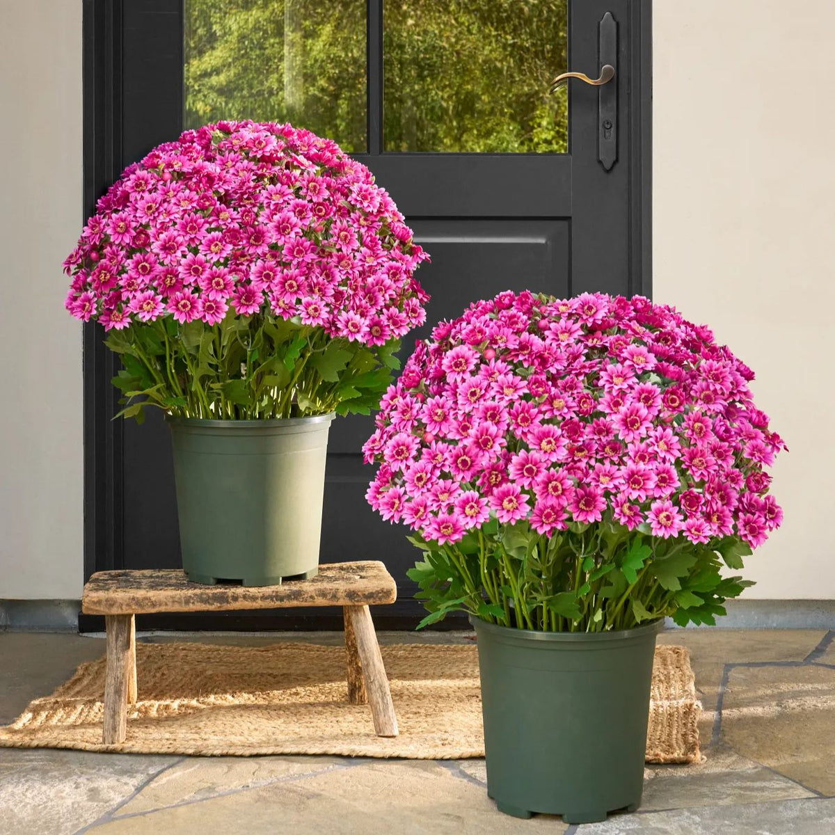 ⚡Last Day 70% OFF🌼Welcome autumn- Artificial Outdoor Sunset Mums Flowers - UV resistant, Waterproof, Windproof